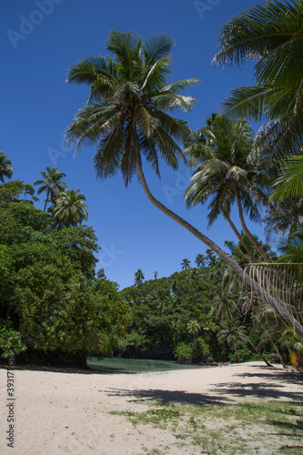 Exotic sandy beach, with blue waters and leaning palm trees, Samoa photo