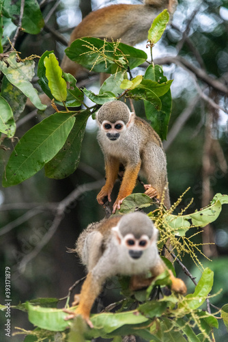 Photography Squirrel monkeys on riverside tree in the Amazon Ariau River