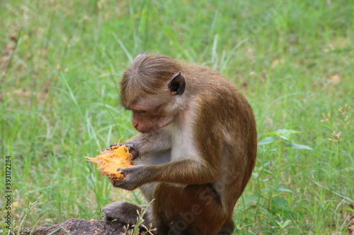 Affe mit Mango