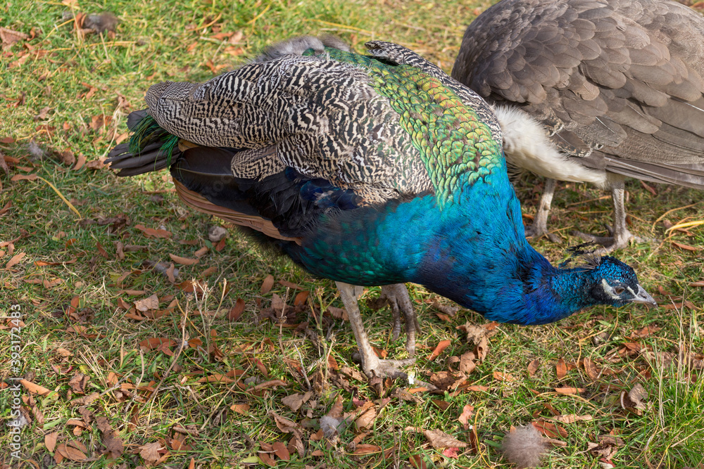 Indian peafowl or pavo cristatus is walking on a autumn meadow. Beautiful male peacock in bright metallic colors. Indian peafowl or pavo cristatus is walking on a autumn meadow. Beautiful male peacock in bright metallic colors.