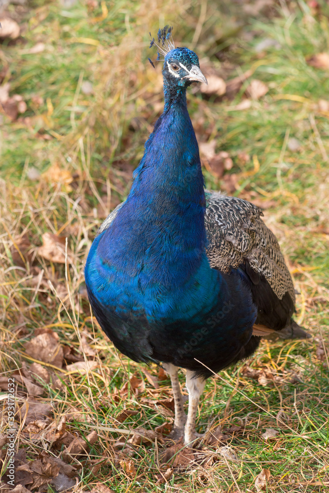 Indian peafowl or pavo cristatus is standing on a autumn meadow. Beautiful male peacock in bright blue colors. Indian peafowl or pavo cristatus is standing on a autumn meadow. Beautiful male peacock in bright blue colors.