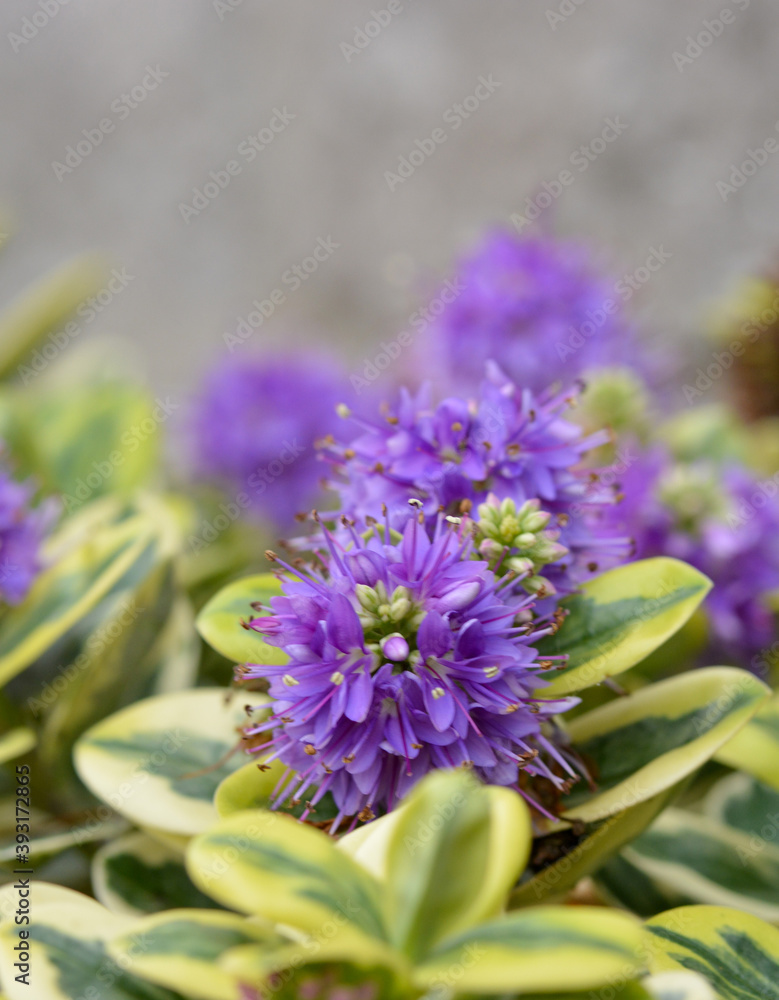 Obraz premium Petite fleur mauve