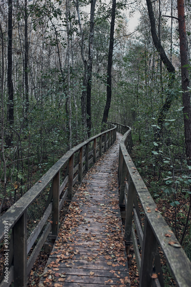 Wooden path leading through the swamp and forest in a natural park Wooden path leading through the swamp and forest in a natural park