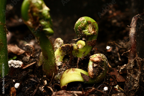 Young fiddleheads on a dark background begin to sprout in the spring. photo