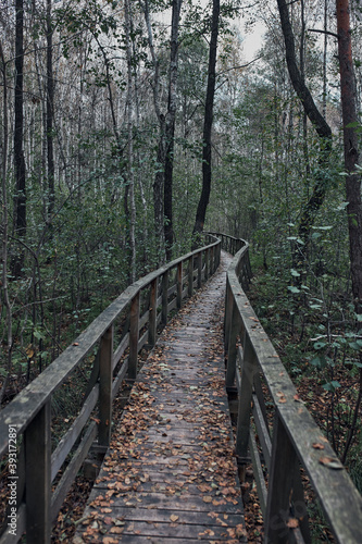 Wooden path leading through the swamp and forest in a natural park