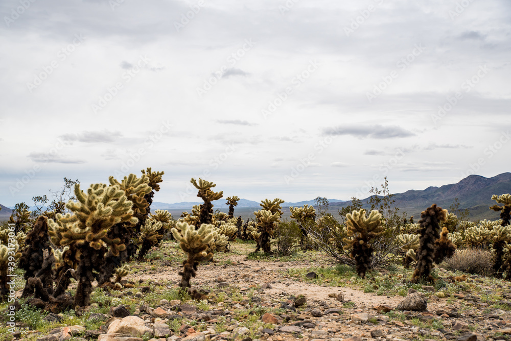 Pathway lined by cholla cacti under gray sky in desert landscape - obrazy, fototapety, plakaty 