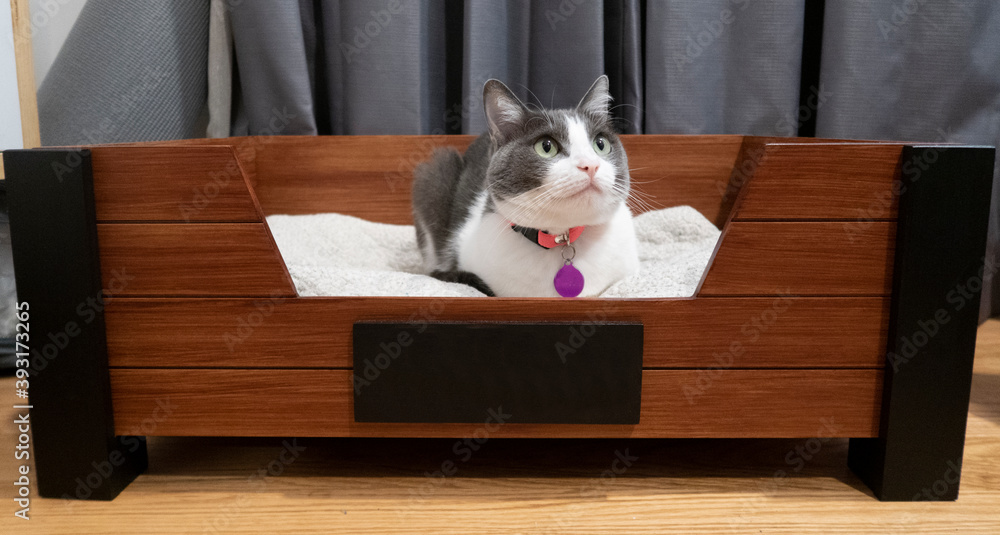 gatito acostado sobre su cama de madera