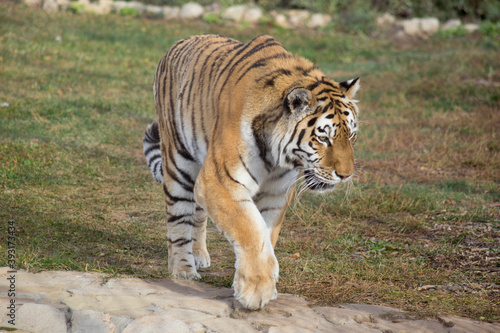Wild siberian tiger is walking on a autumn grass. Close up. Panthera tigris tigris.
