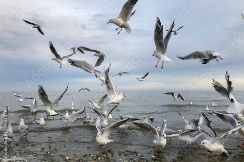 flock of big white seagulls flying on sea shore hunting for fish, animal wild life concept