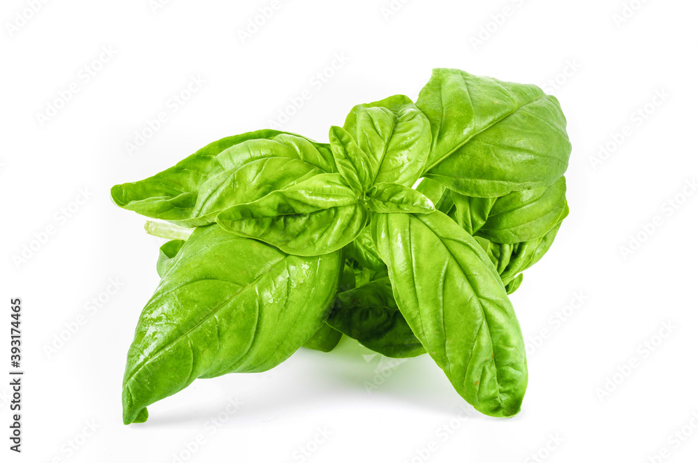 Fresh basil leaf isolated on white background. Basil herb Fresh basil leaf isolated on white background. Basil herb