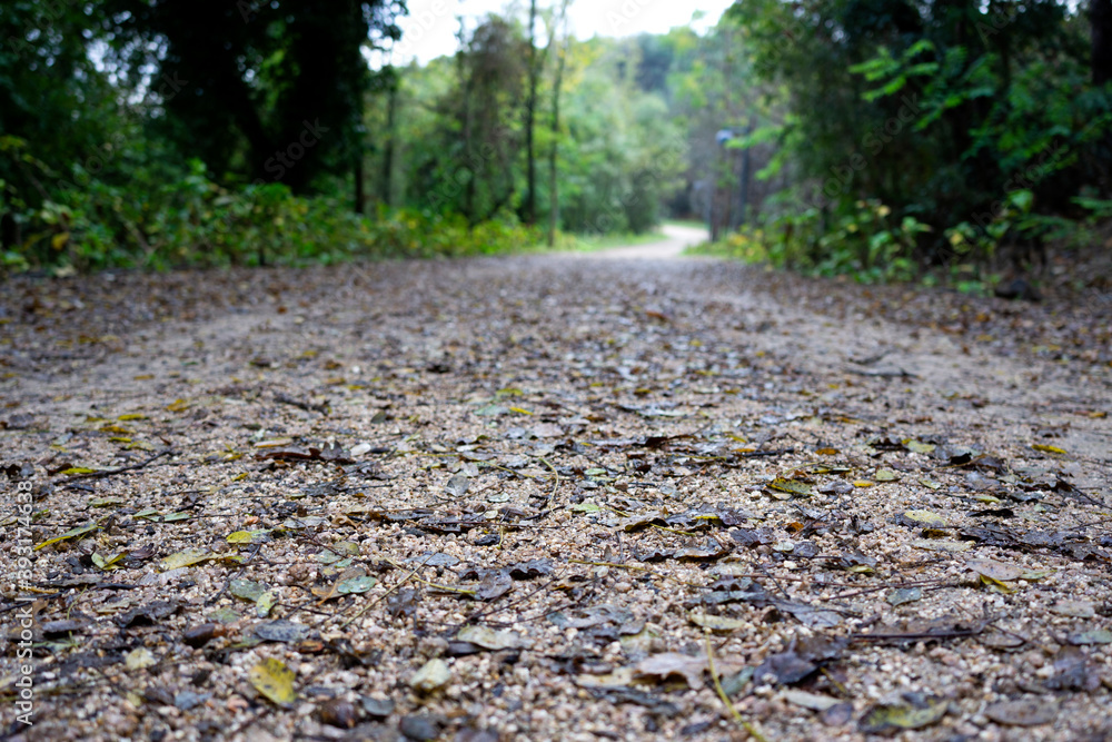 footpath in the woods footpath in the woods