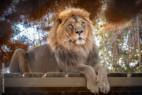 Photography Lion king sitting on wooden floor on sunny day.
