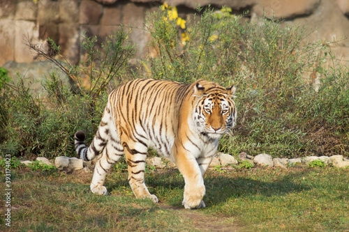 Wild siberian tiger is walking on a autumn meadow and looking at the camera. Panthera tigris tigris.