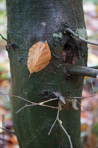 Buchen Blätter am Baum heftend