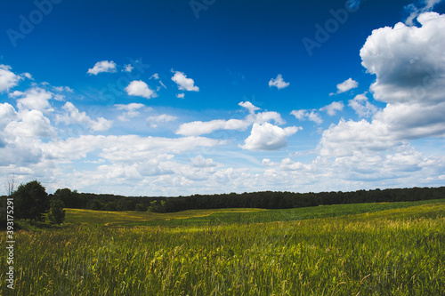 Open Grassy Field Under a Brilliant Blue Sky photo