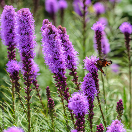 A butterfly sitting on purple fluffy flowers liatris spikata. Scientific name is Liatris spicata photo