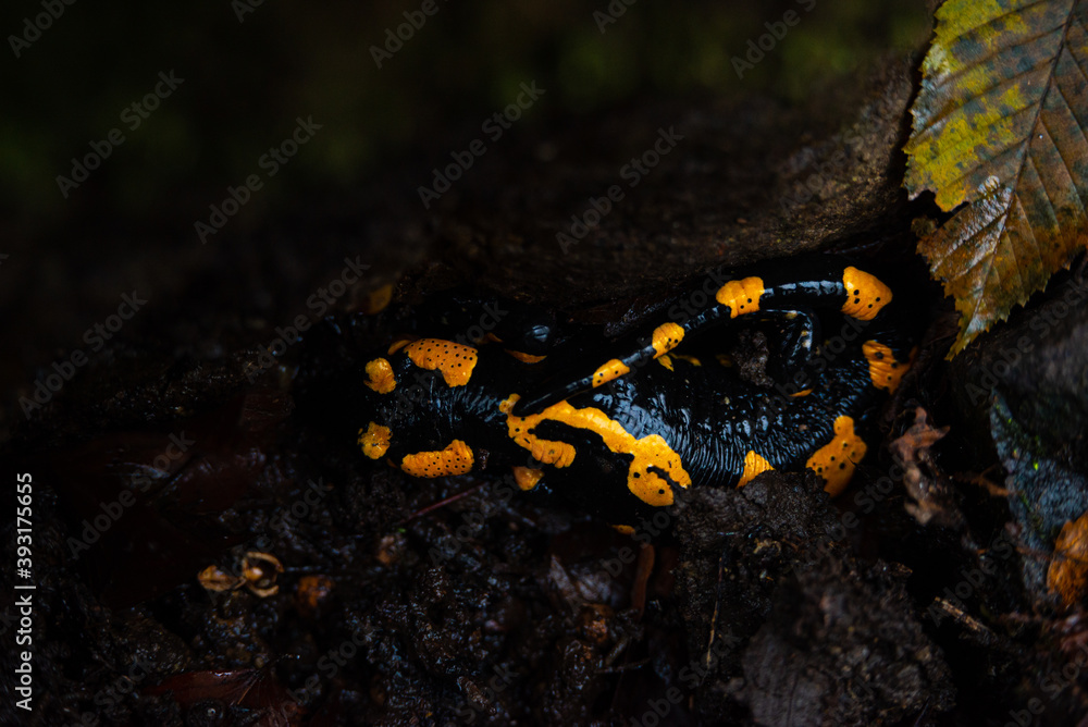 Fototapeta premium Salamandra wildlife animal in forest walking in autumn leaves