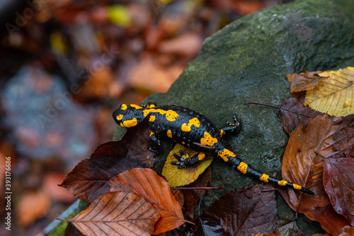 Salamandra wildlife animal in forest walking in autumn leaves