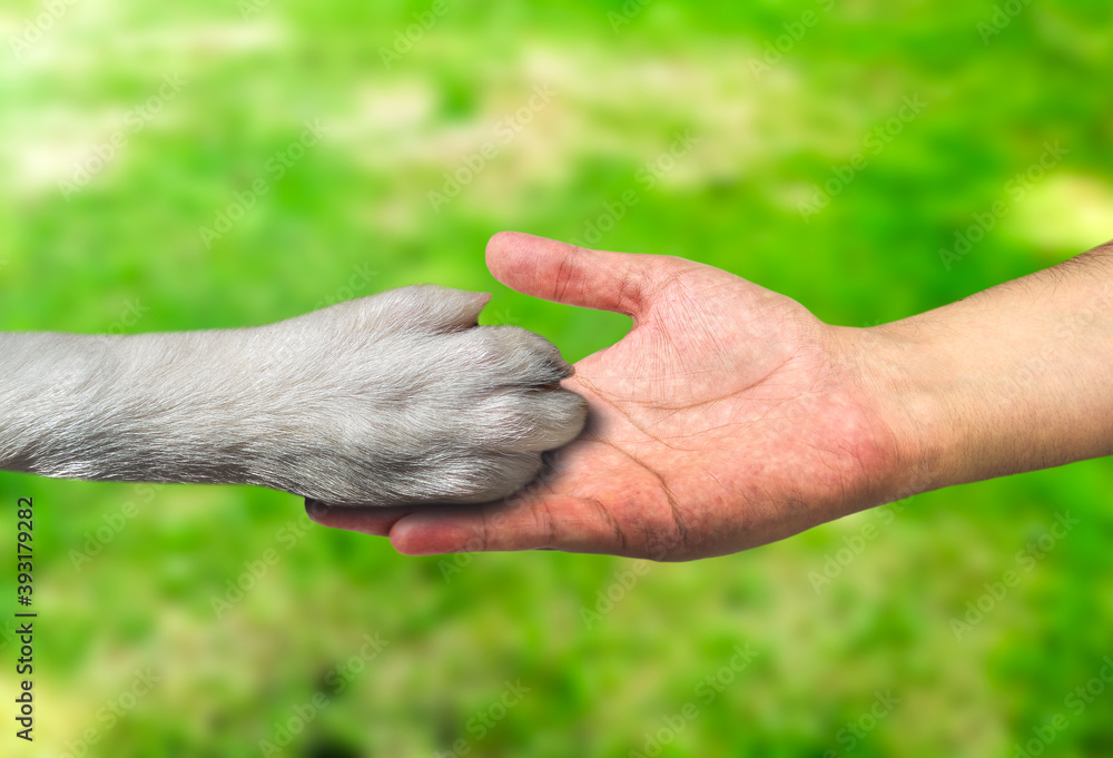 Fototapeta premium Human and the animal connection. The concept of trust and friendship.