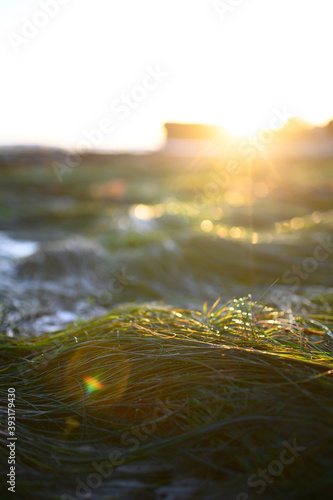 Canvas Print Close up of seagrass at sunset and low tide with sun flare