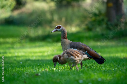 goose in the grass © LDC