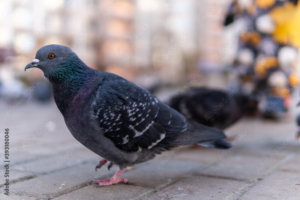 Dove white with gray flying on a square of paving stones, in the fall. Around the buildings, a lot of birds. Dove white with gray flying on a square of paving stones, in the fall. Around the buildings, a lot of birds.