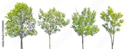 four summer isolated green trees