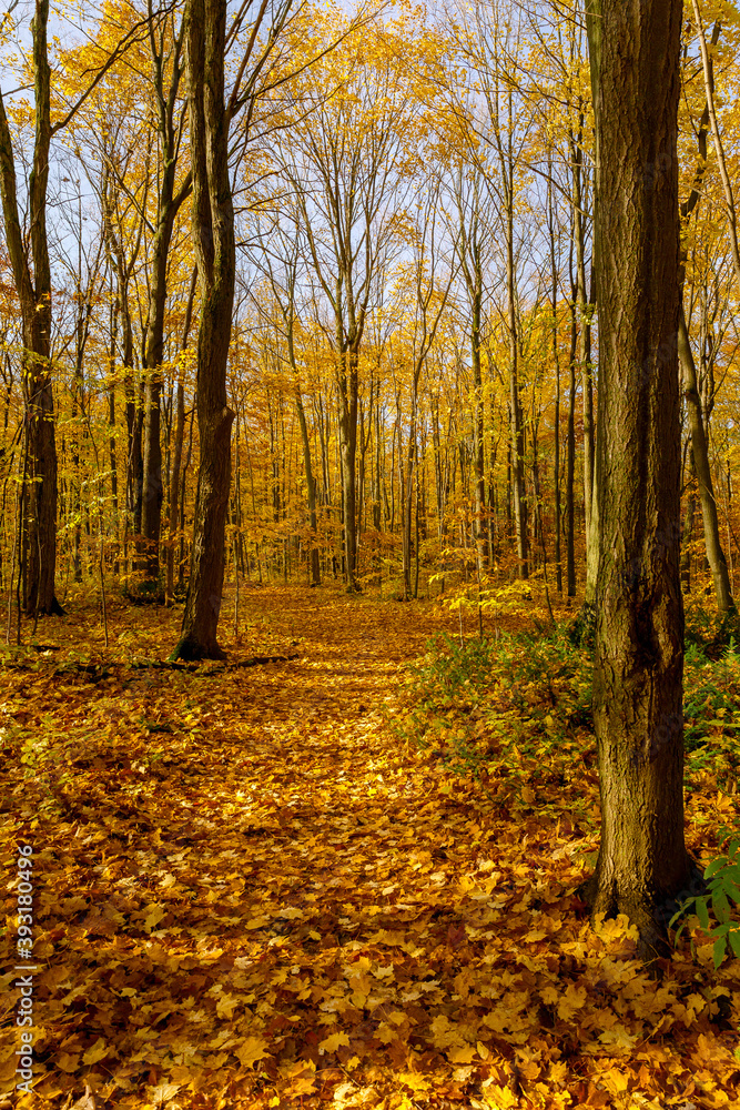 Fototapeta premium A Path in the Woods