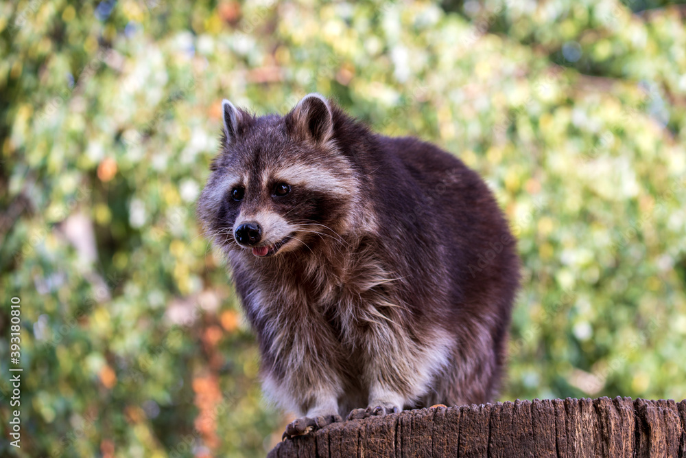 Fototapeta premium Portrait of adult male lotor common raccoon (procyon lotor)