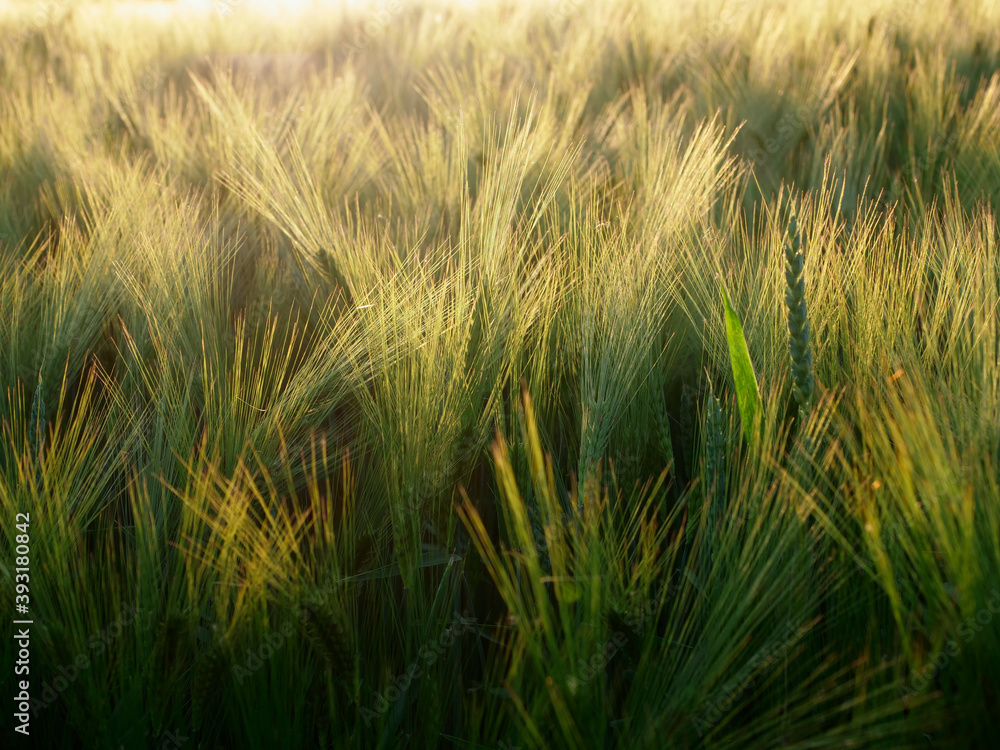 Obraz premium Kłosy w jęczmienia są niezwykle malownicze w wieczornym świetle