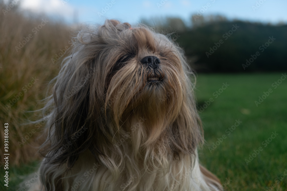Close-up portrait of small Shih Tzu dog sitting down and looking to the side in green park grass, garden, nature surrounded by orange grass and blue sky with white clouds during autumn, fall season. Close-up portrait of small Shih Tzu dog sitting down and looking to the side in green park grass, garden, nature surrounded by orange grass and blue sky with white clouds during autumn, fall season.