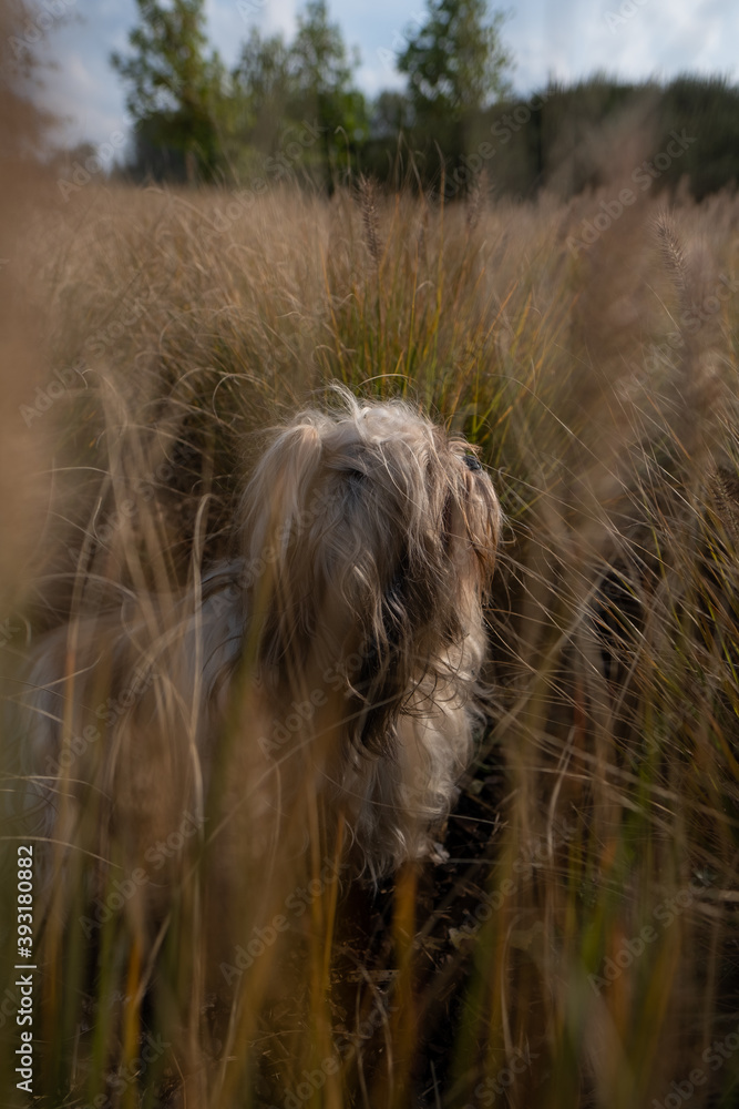 Full body portrait of small Shih Tzu dog sitting down and looking at the sky in park grass, garden, nature surrounded by orange grass and blue sky with white clouds during autumn, fall season.