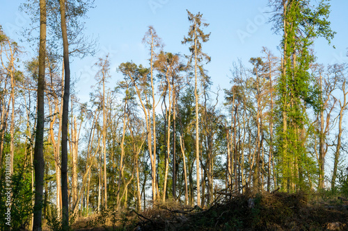 Fototapeta Naklejka Na Ścianę i Meble -  forest dieback in central europe