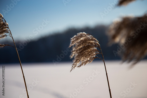 Beautiful reed on the winter lake shore photo