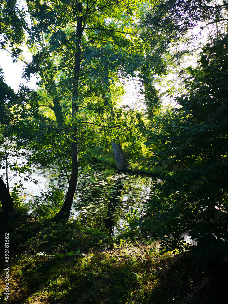 Obraz premium sun shining through the forest