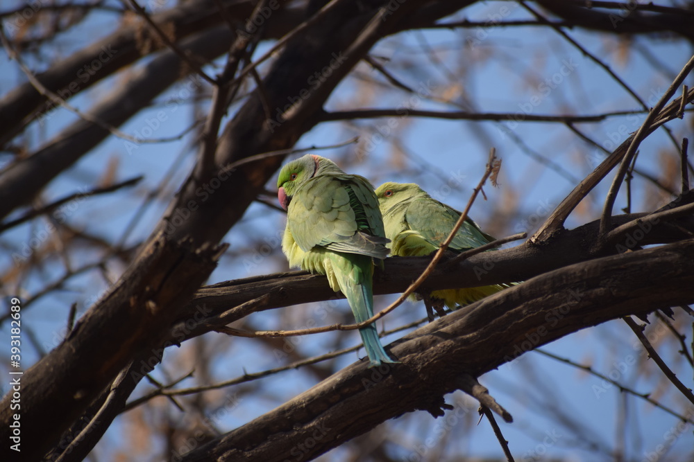 green parrot on branch