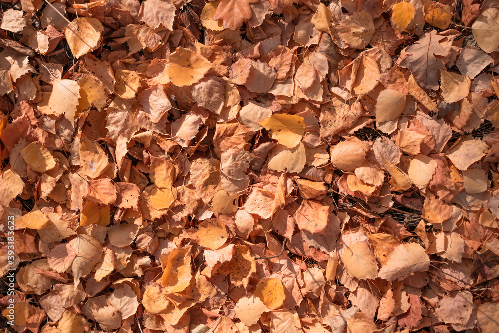 Autumn background. Yellow leaves. A vivid photograph of tree leaves. Autumn background. Yellow leaves. A vivid photograph of tree leaves.