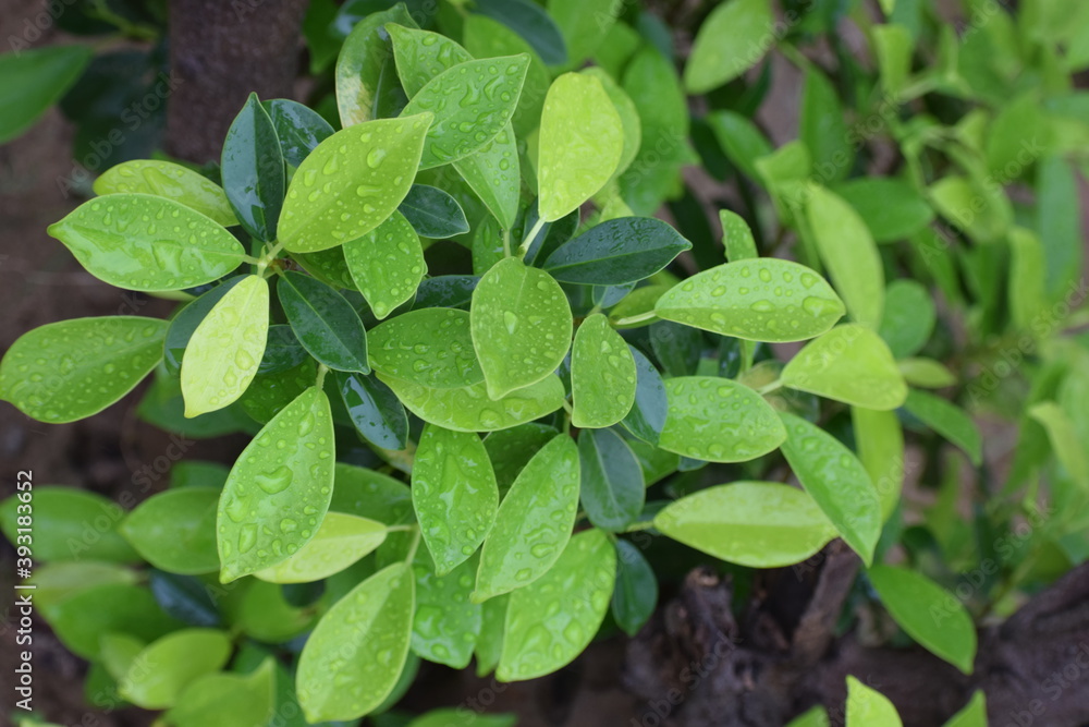 green leaves in the garden green leaves in the garden