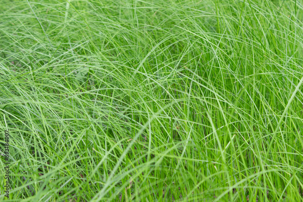 Natural background, fresh green meadow grass Natural background, fresh green meadow grass