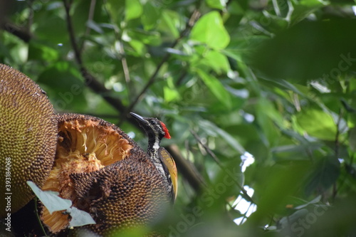 woodpecker eating jackfruit 