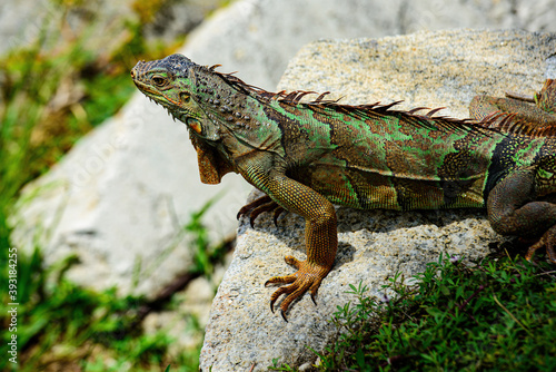 Green lizards iguana. Big iguana on an nature.