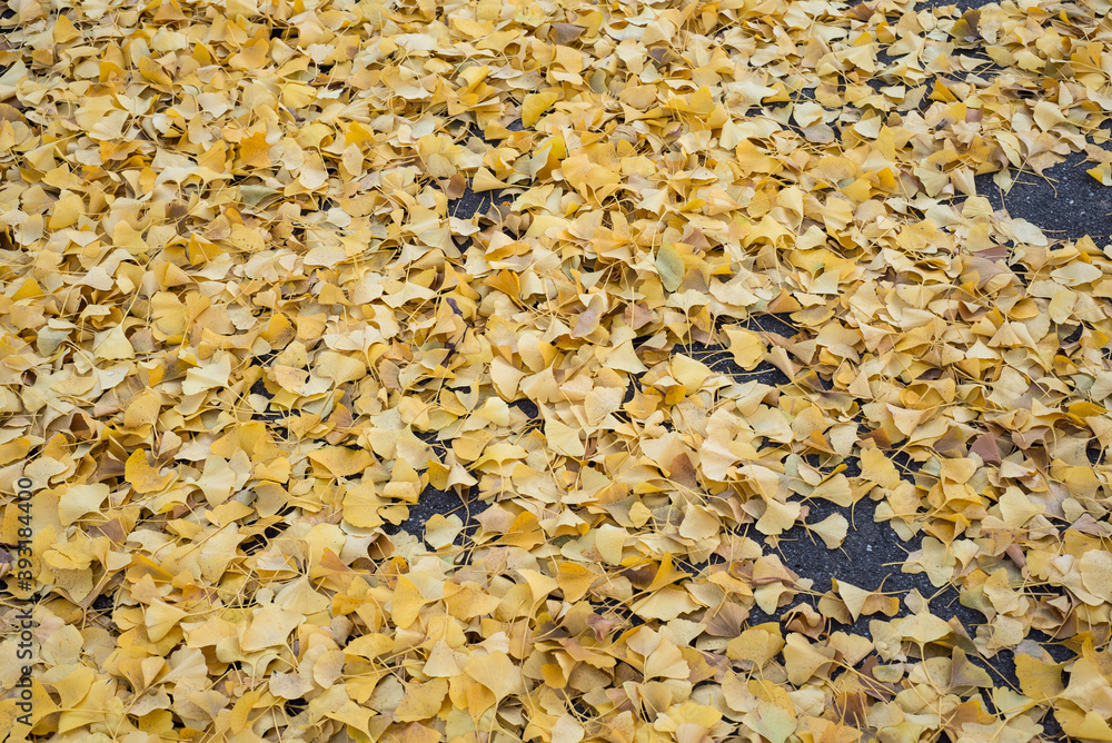 Closeup of yellow leaves of ginkgo biloba tree fallen in a public garden Closeup of yellow leaves of ginkgo biloba tree fallen in a public garden