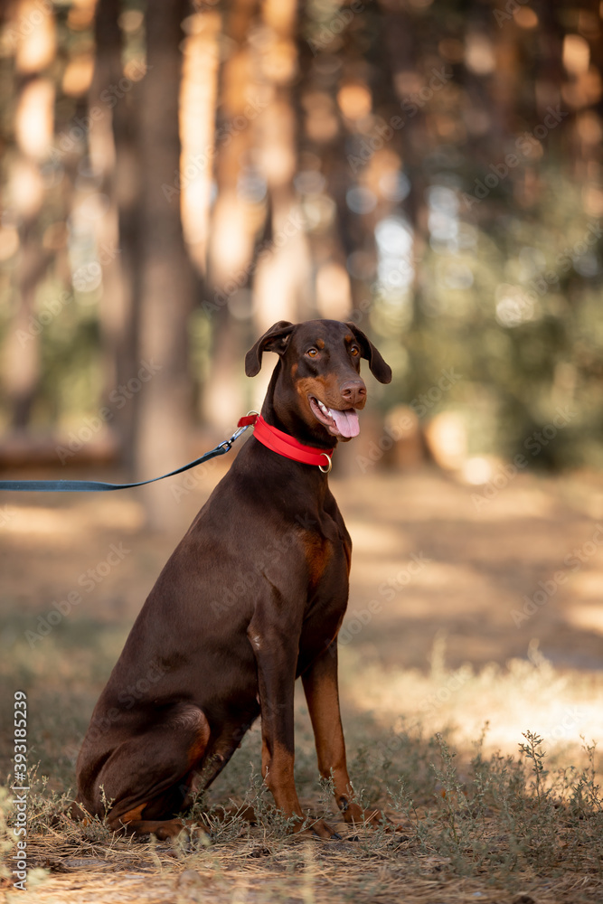 Beautiful dog Doberman breed in a pine forest Beautiful dog Doberman breed in a pine forest