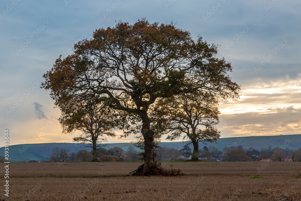 Nearly Bare Trees in a Field with Evening Light