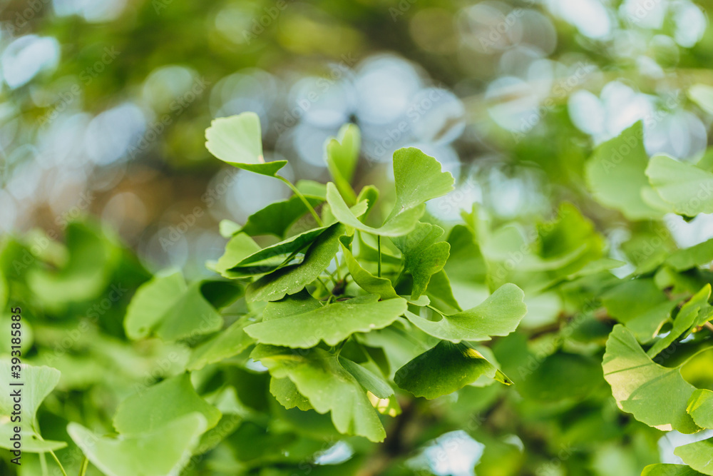 Close-up brightly wet green leaves of Ginkgo tree (Ginkgo biloba), known as ginkgo or gingko in soft focus against background of blurry foliage.