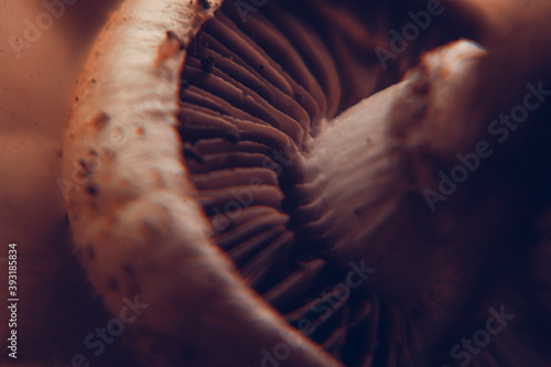 Close macro photo of magic mushroom umbrella in warm light. Fresh hallucinogenic mushroom texture. 