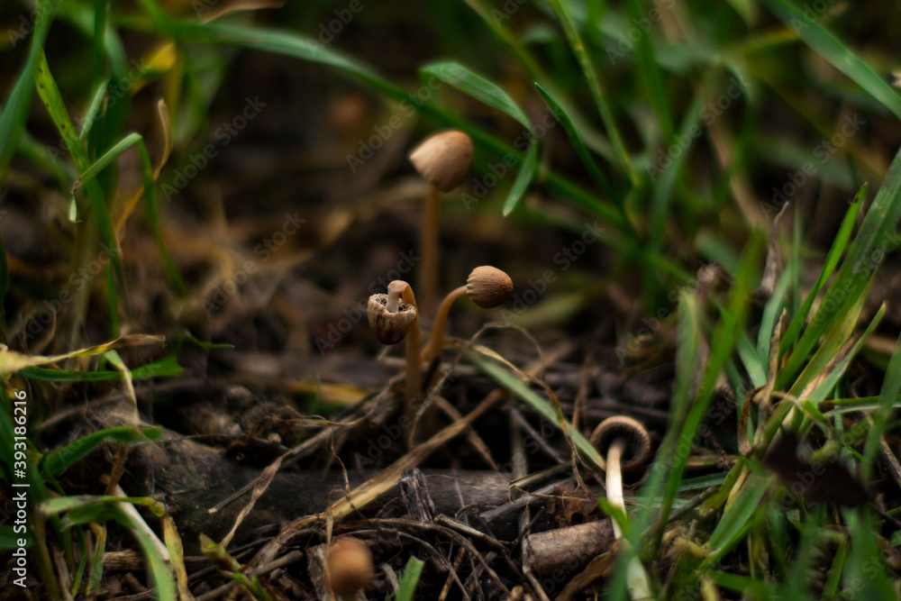 Tiny mushrooms grow from the foliage in the forest. Autumn photo. Tiny mushrooms grow from the foliage in the forest. Autumn photo.