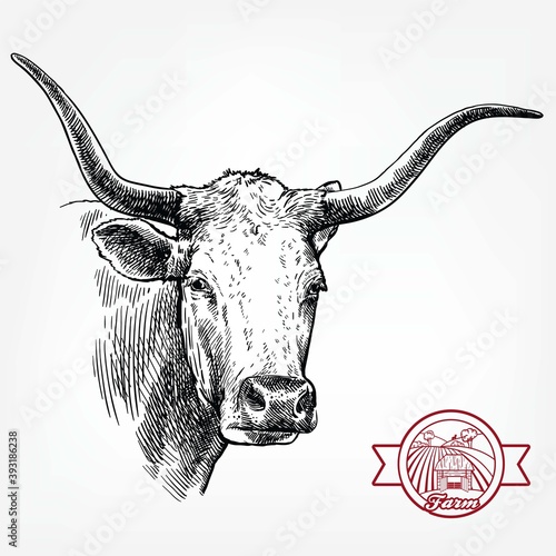 Breeding cattle. head of a Texas longhorn. vector sketch on white background