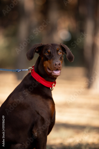 Beautiful dog Doberman breed in a pine forest