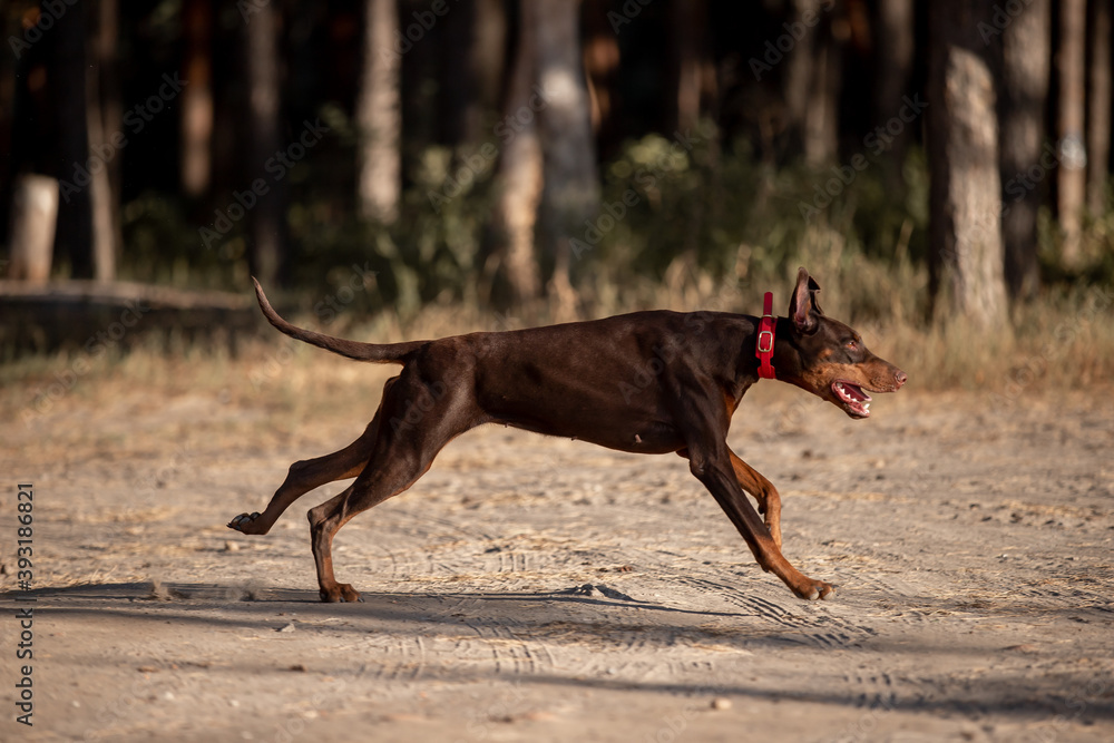 Beautiful dog Doberman breed in a pine forest